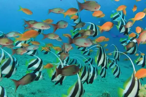 Combiné Dubai Île Maurice