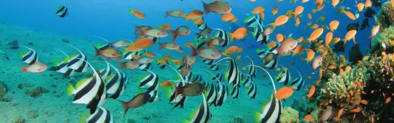 Combiné Omra Île Maurice