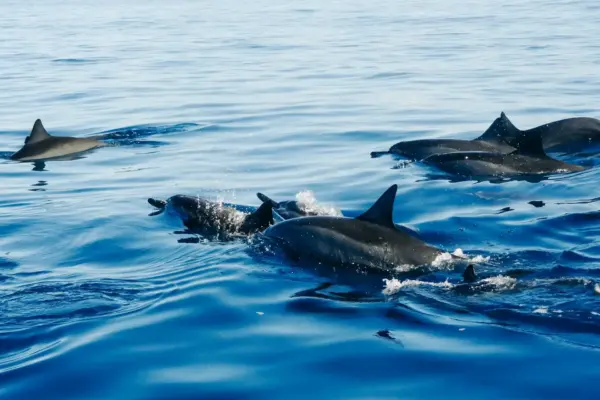 Combiné Dubai Île Maurice