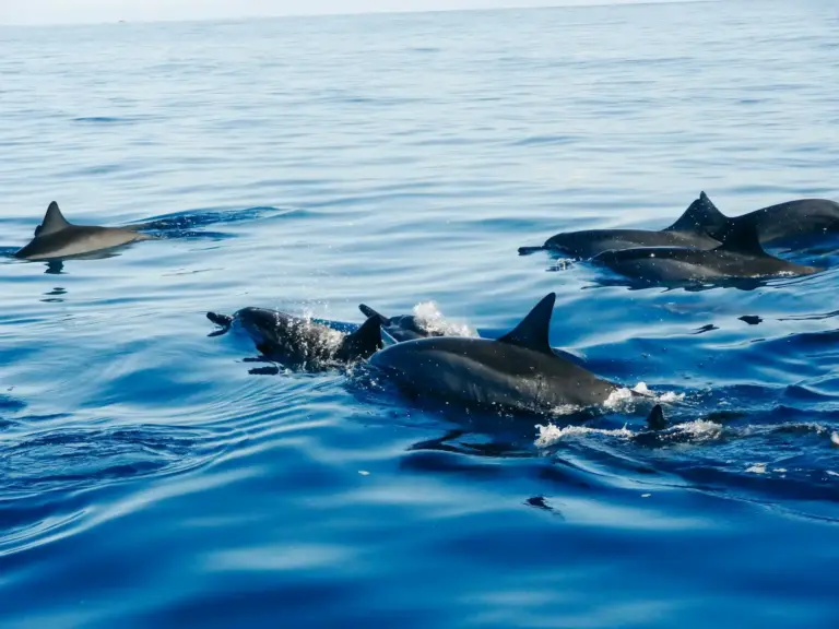 Combiné Omra Île Maurice
