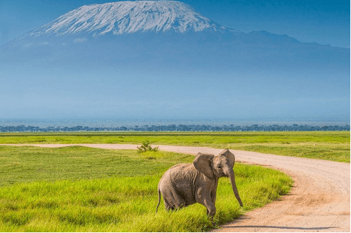 Combiné Kenya Safari & Zanzibar