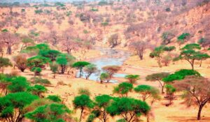 Parc national de Tarangire