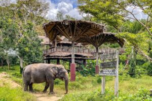 Elephant Sanctuary