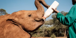 Kenya : Orphelinat d’éléphants