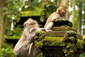 Bali : Monkey Forest