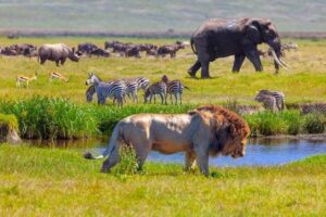 Parc national du Serengeti