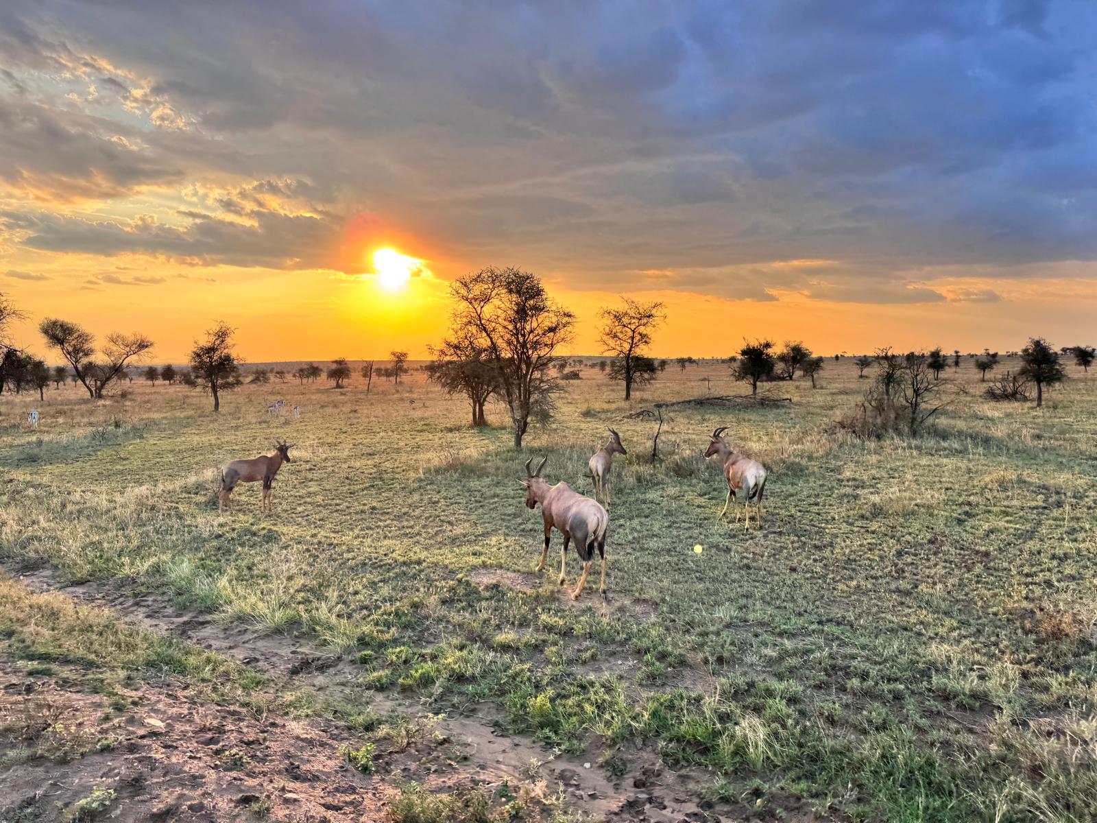 coucher de soleil Tanzanie saison sèche Serengeti