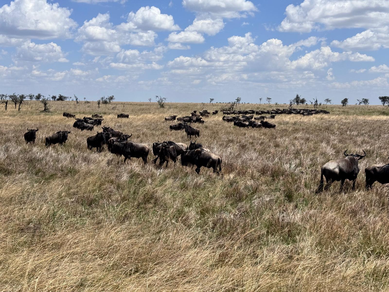 migration gnous Tanzanie Serengeti Masaï Mara