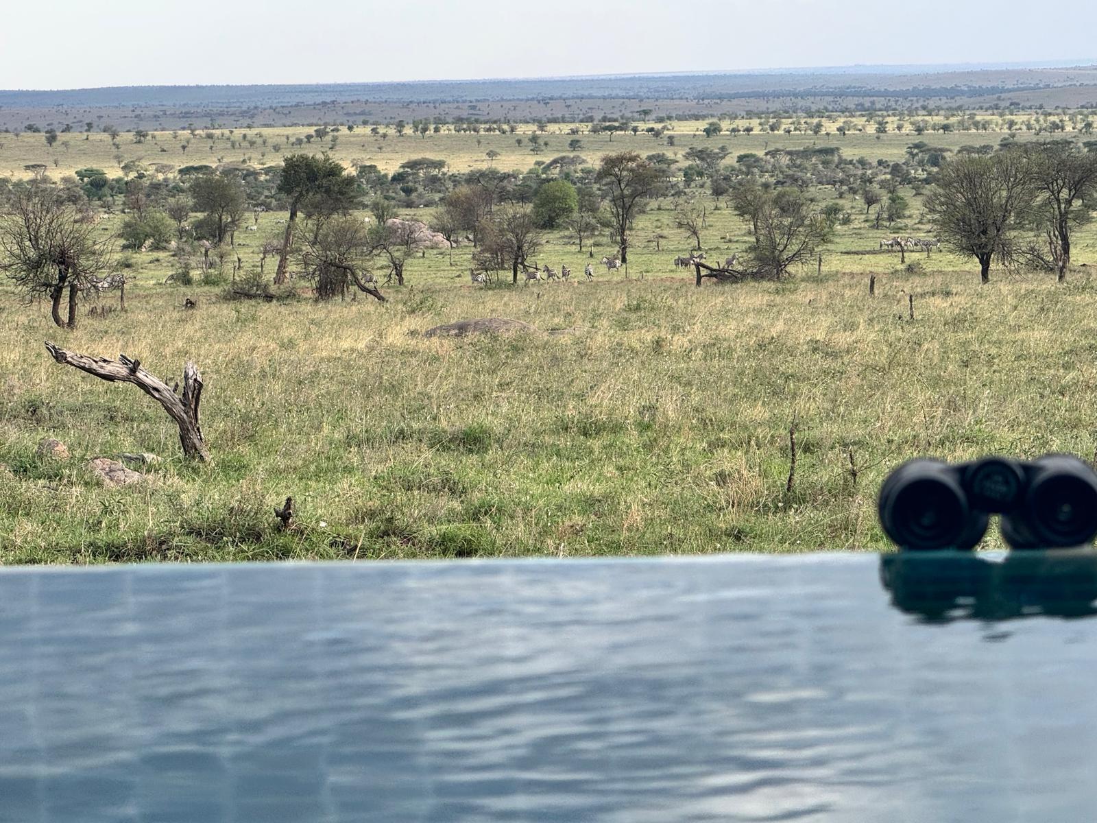 prix safari Tanzanie observation faune sauvage jumelles