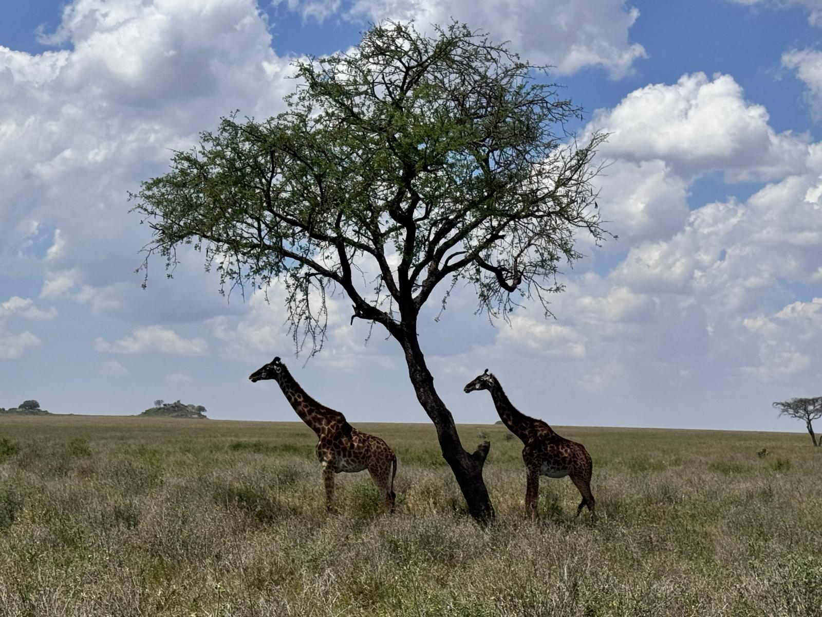 safari Tanzanie girafes acacia Serengeti