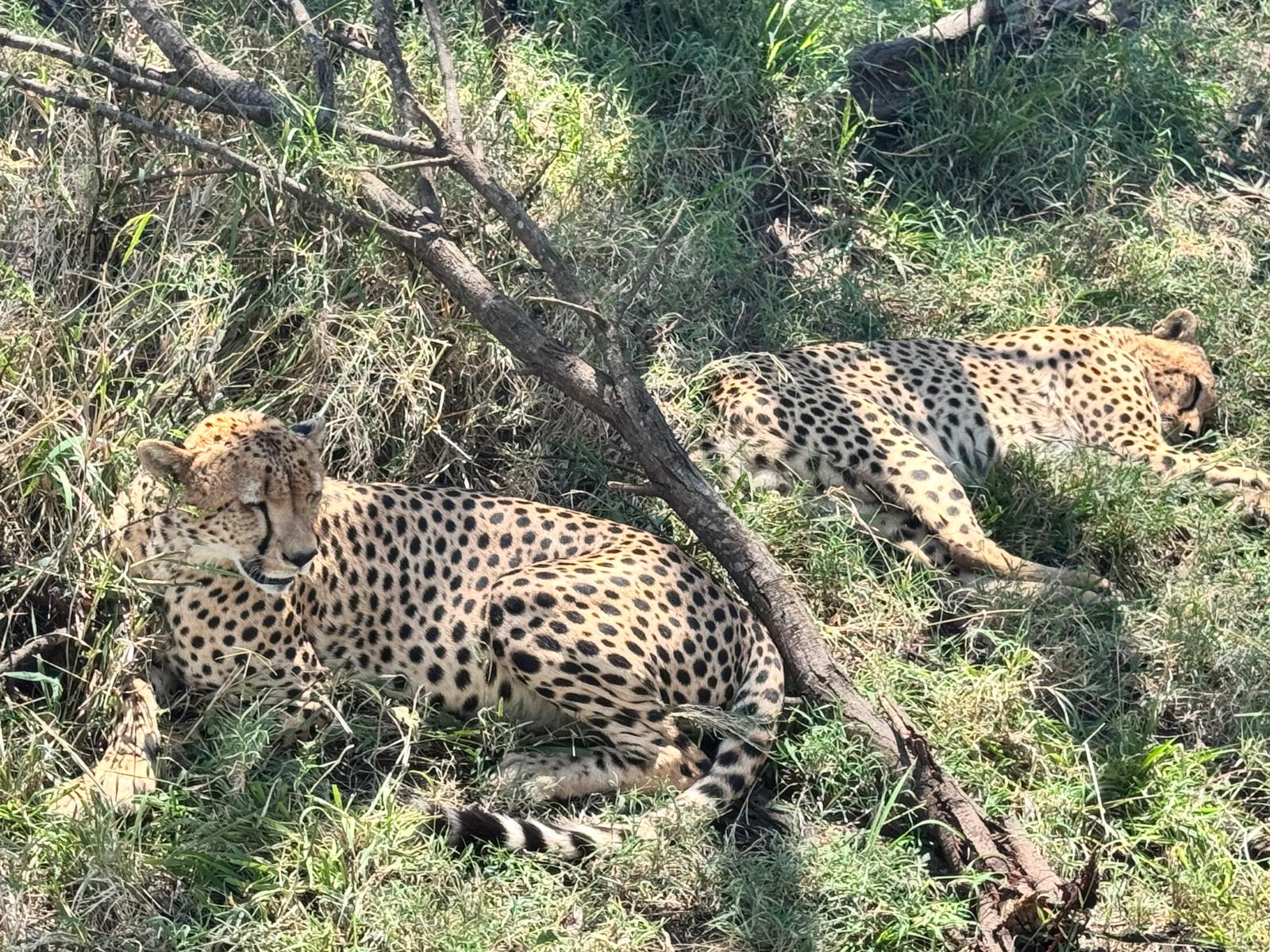 guépards Tanzanie safari faune sauvage Serengeti