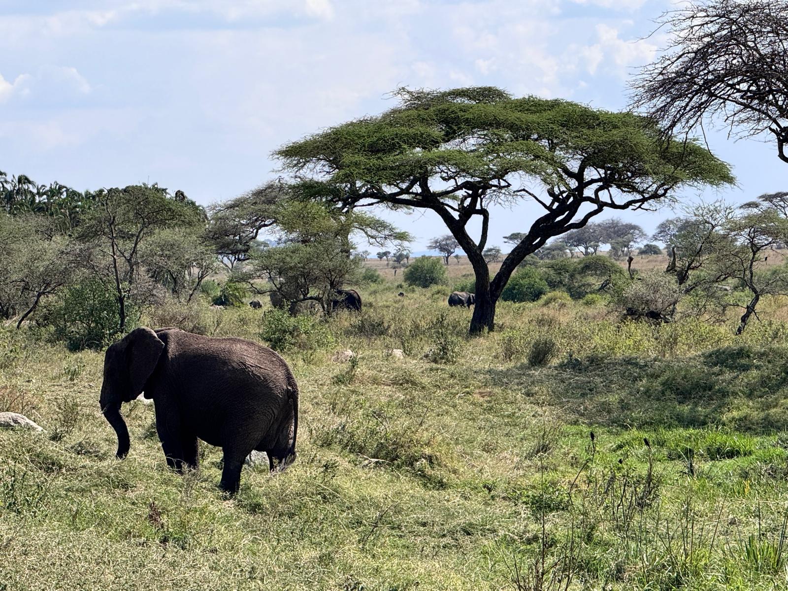 Tanzanie savane Serengeti parc national