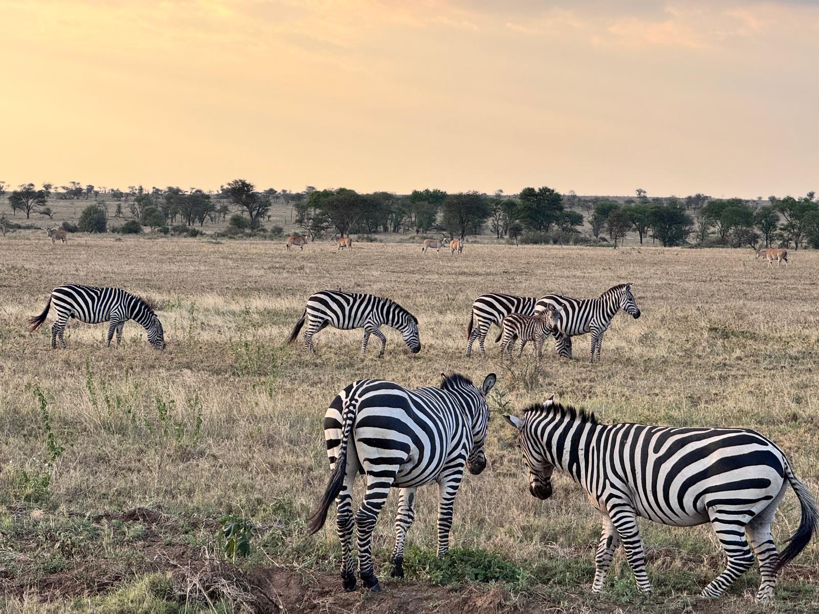 zèbres Tanzanie coucher de soleil meilleure période